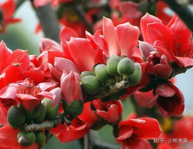 木棉花开,棉未归