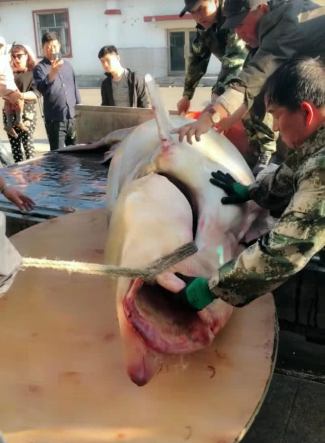 黑龙江消失的鱼种"七里鲋子"能长到100公斤以上