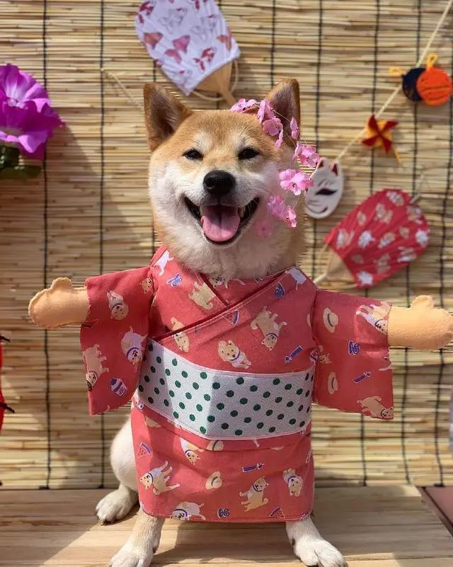 买柴犬如何避雷 一篇解决你99 烦恼 哔哩哔哩