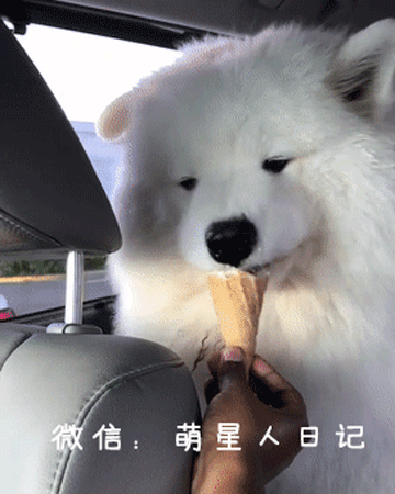 "傻白甜"萨摩耶犬歪头卖萌吃冰淇淋,萌q模样暖化网友