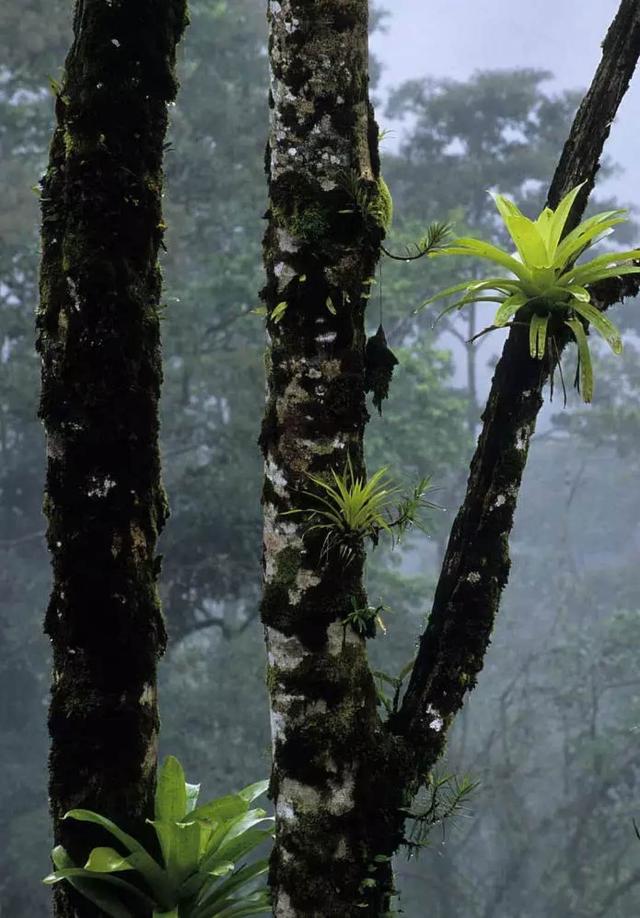 言植空间,生态造景,植物科普, 积水凤梨的原生环境