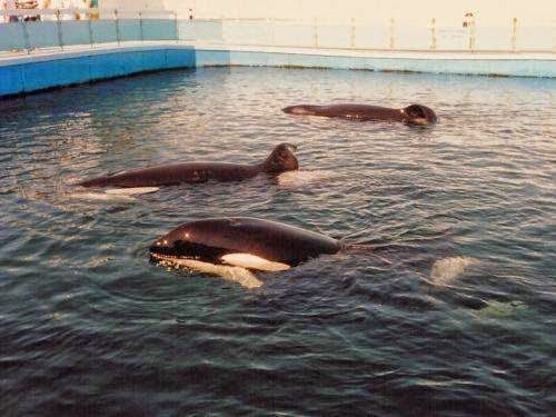【名鲸故事】"黑鲸"tilikum(提里库姆)