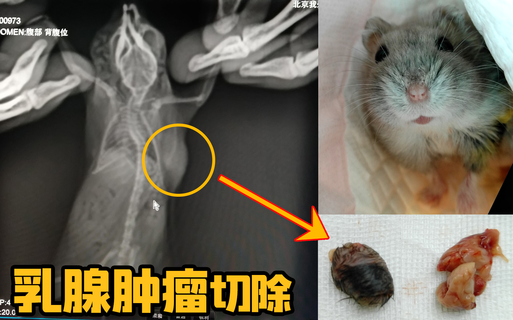 仓鼠长肿瘤图片图片