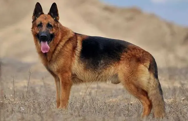 德国牧羊犬 军警犬之王 世界第一犬种 哔哩哔哩