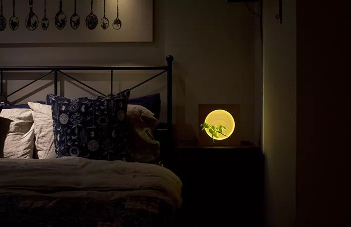 插上一小根树枝,柔和的灯光映衬下,淡淡的夜晚充满温暖的诗意,一抬头