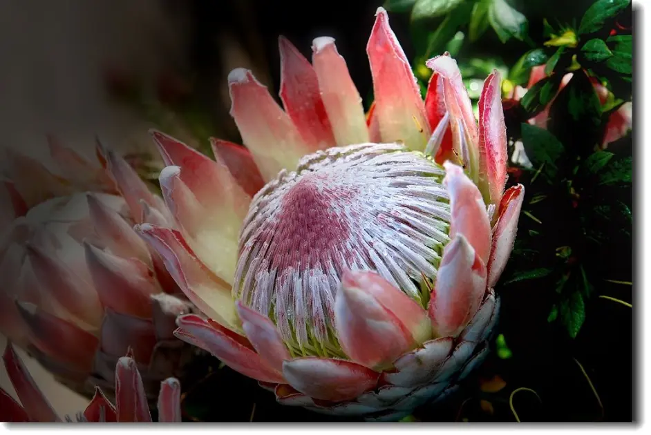 来聊一聊sakura Five的那些事 哔哩哔哩