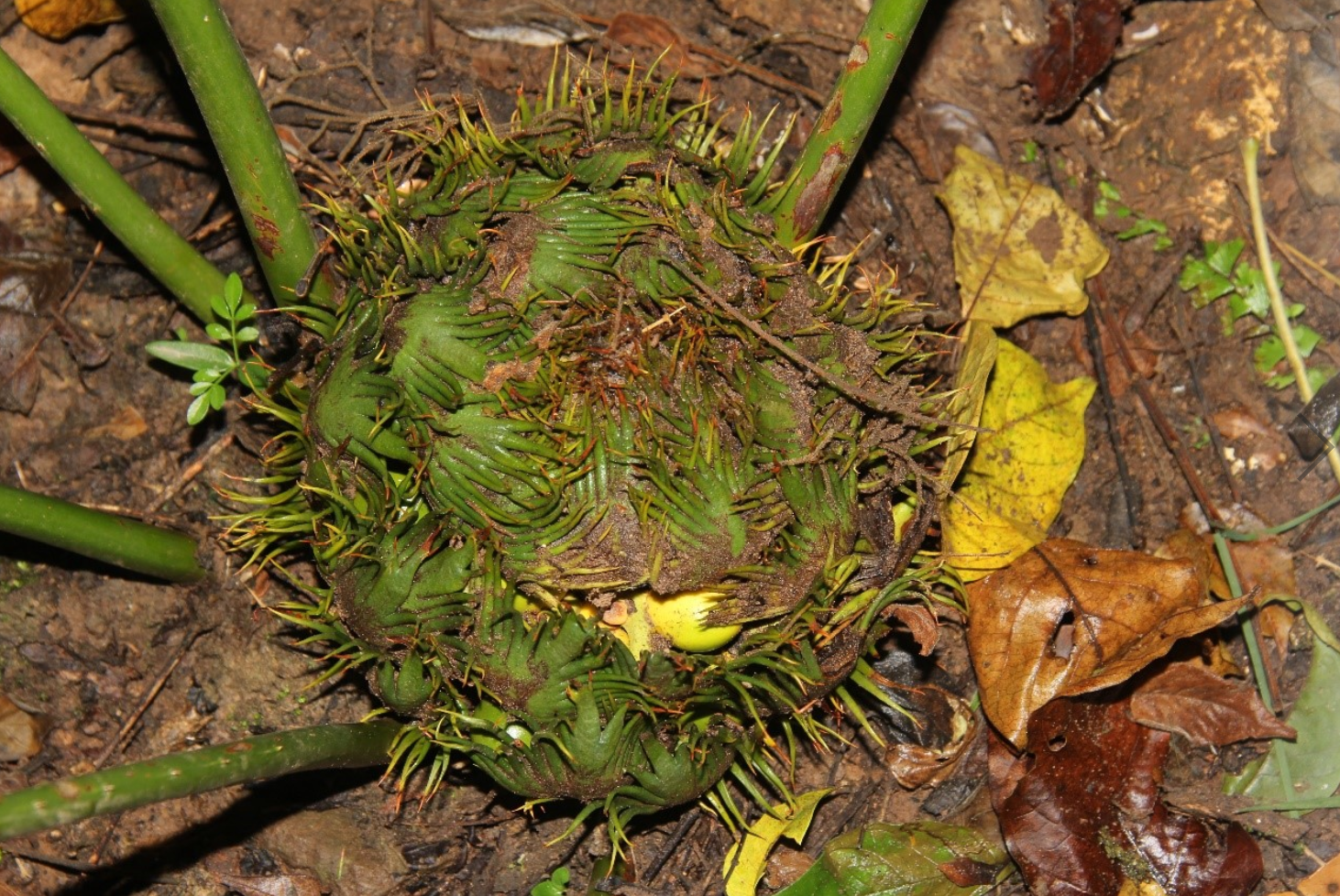 200余只绿孔雀与30多亿的水电站"抢地盘",首例野生
