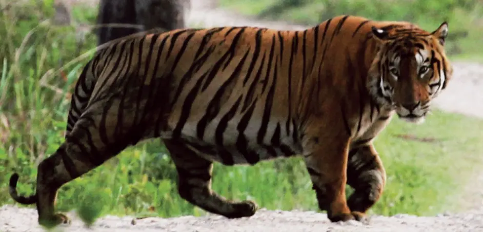 卡齐兰加的老虎图集领略下全世界最大的野生大猫种群 下 哔哩哔哩