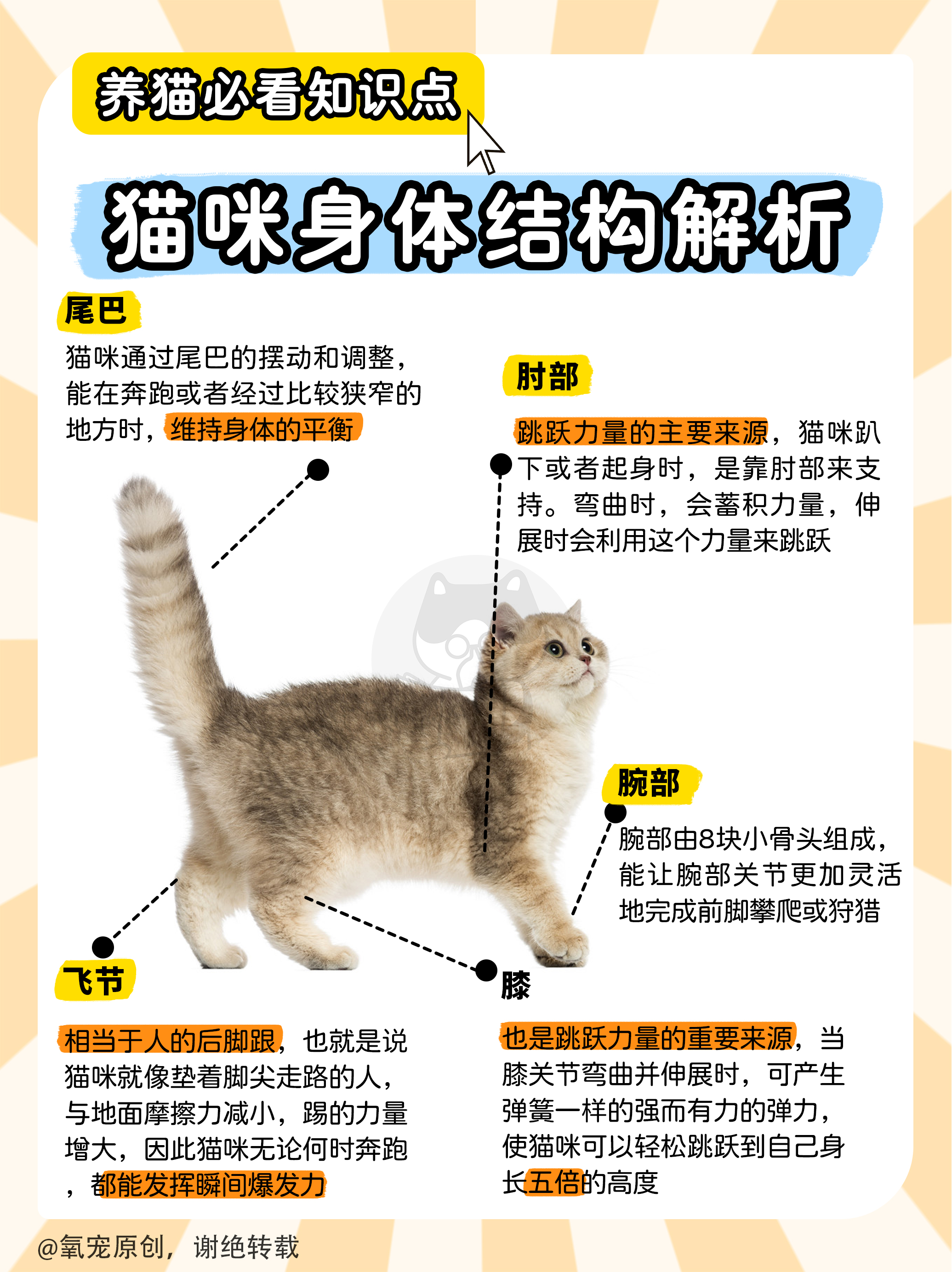 养猫知识点：从头到尾解析猫咪身体结构 - 哔哩哔哩