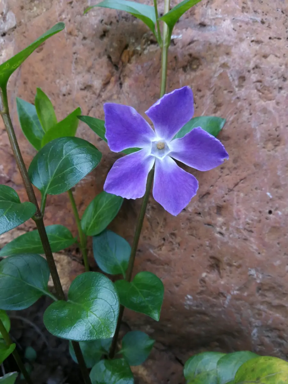 蔓长春花的浅紫色花 真是太漂亮了 哔哩哔哩