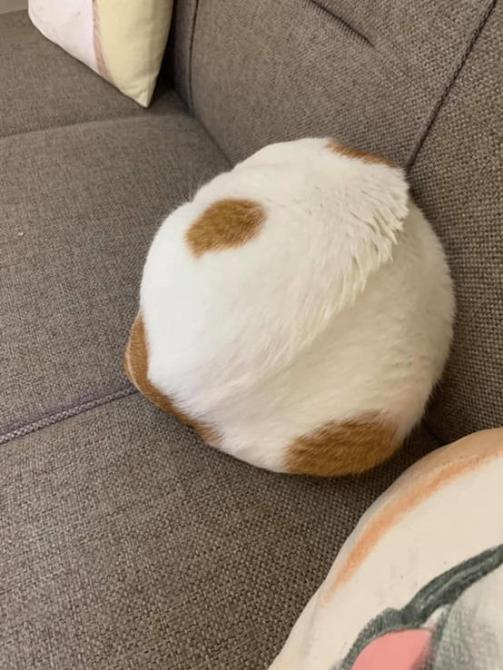 猫咪将自己缩成一团,活像一个毛绒绒的抱枕,太会伪装了,哈哈哈