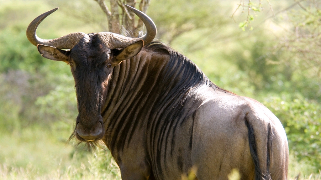 知路baba动物百科 角马 哔哩哔哩