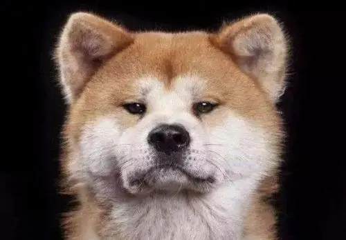 柴犬的魅力 讲一讲柴犬的性格特点 哔哩哔哩