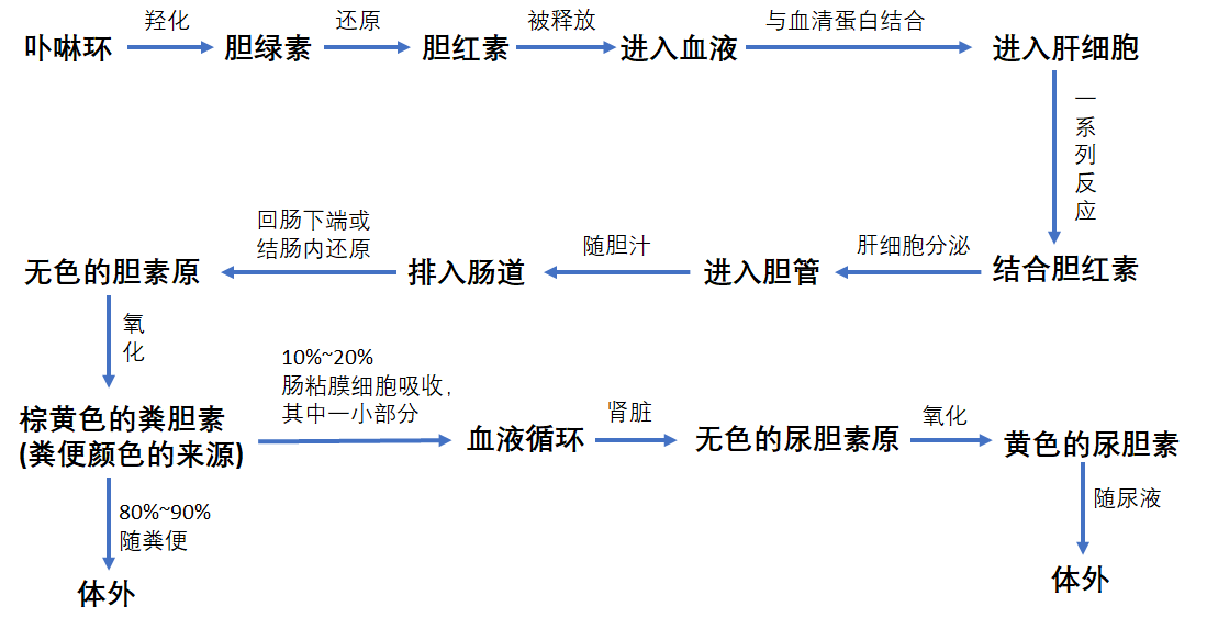卟啉环经历了一系列漂流过程变成了黄色的物质,文字描述会有些枯燥