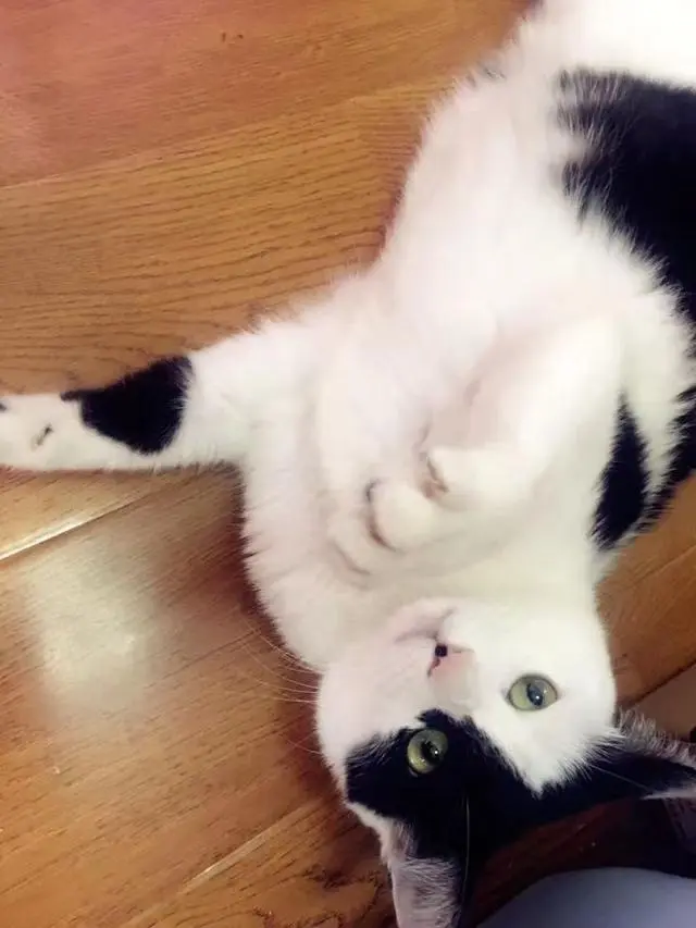 问】主人在打猫咪的时候！求猫的心理阴影面积？ - 哔哩哔哩