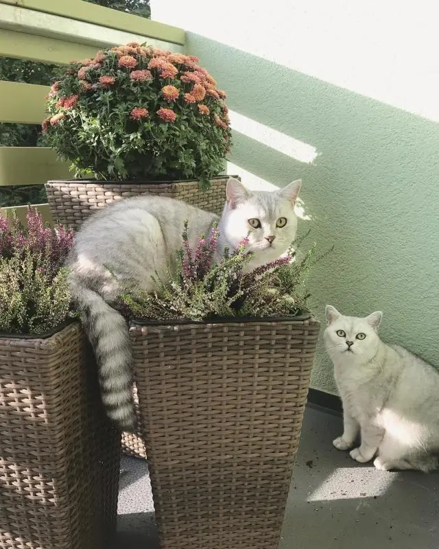 许多植物对猫咪而言都有剧毒，养猫请确保家里没有这些种类的花草- 哔哩哔哩