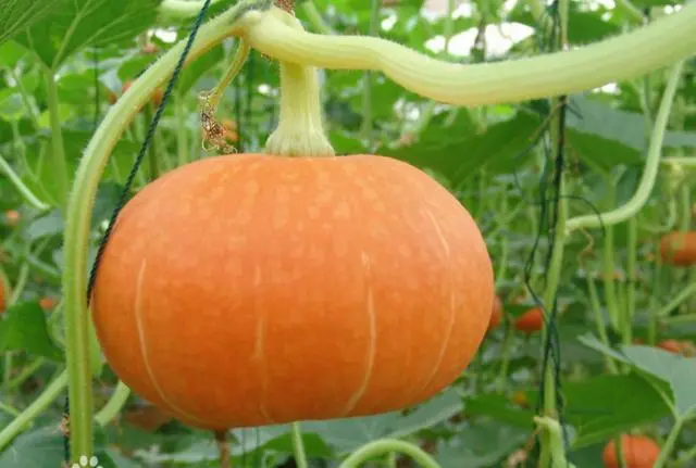 科普贴 南瓜的种植技术 哔哩哔哩