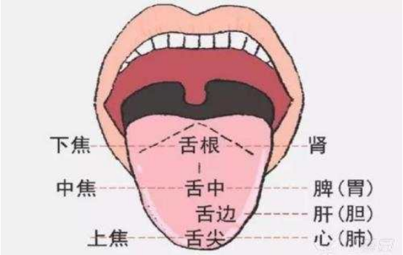 文献中记载有"舌痛"症,但常与舌的其他症状,如舌破,舌肿,舌疔,舌疮,舌