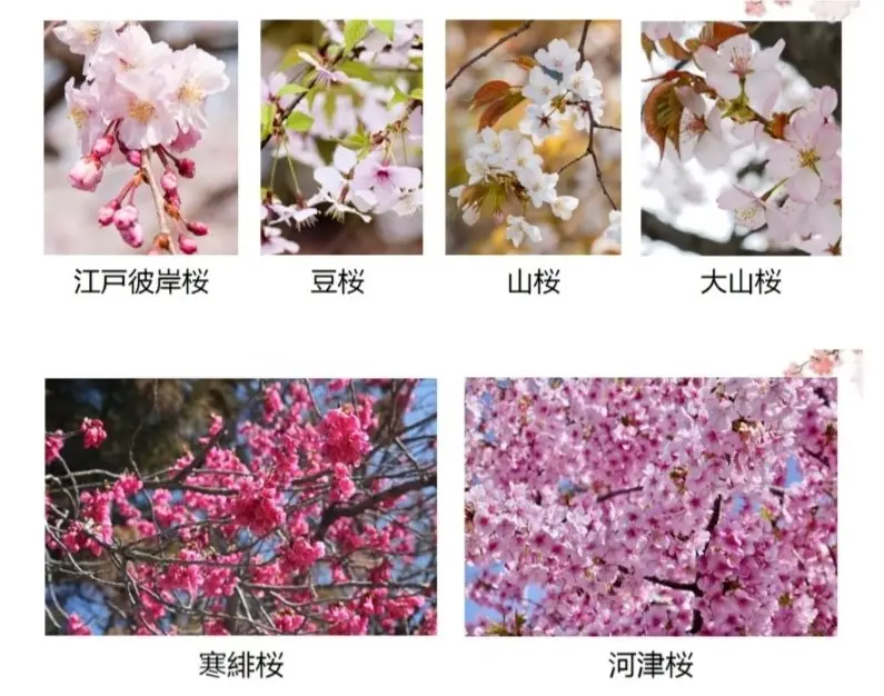 日本春季风物诗 中村老师双语讲座丨第63回日语沙龙回顾 哔哩哔哩