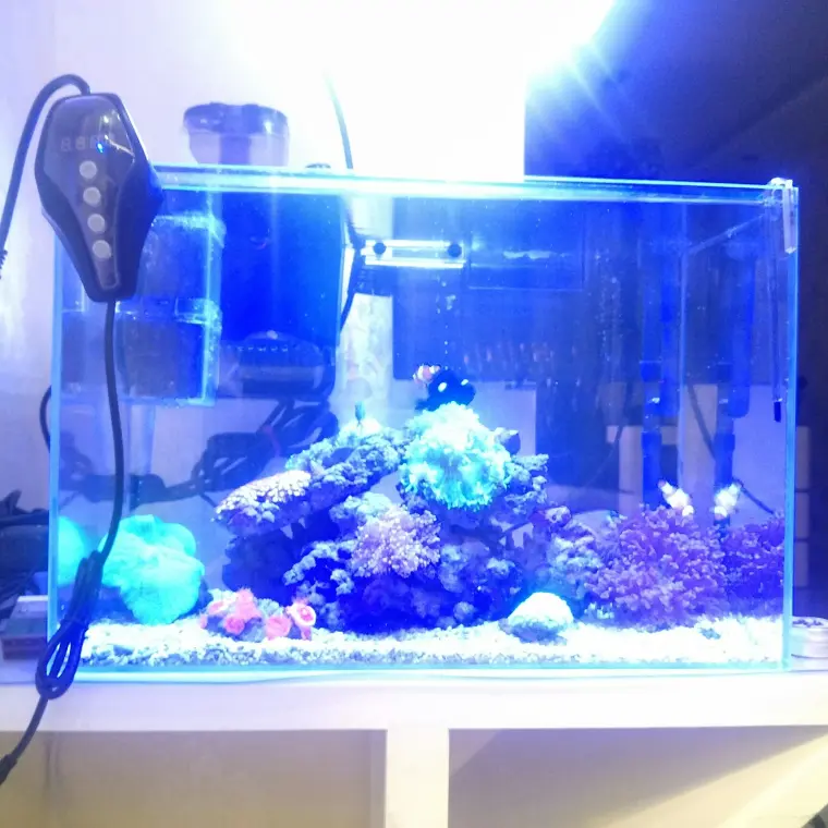 新手下海的生物选择 哔哩哔哩