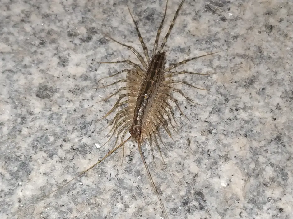 蚰蜒综合帖 哔哩哔哩