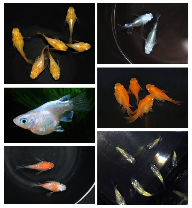 青鳉鱼繁殖技巧_观背青鳉鱼卵孵化方法_鳑鲏鱼卵要打氧吗