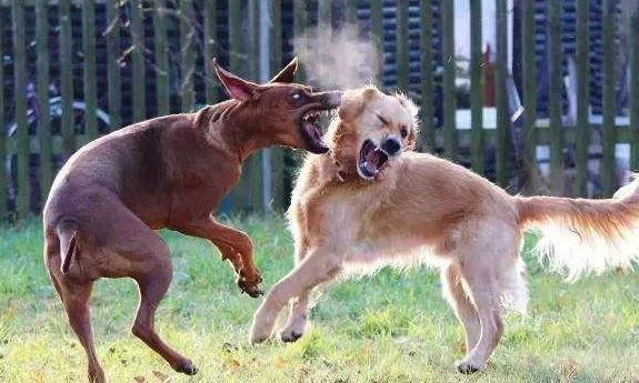 患有狂犬病的狗狗,它表现得极度不安,会经常无缘无故的狂吠,对呼唤却