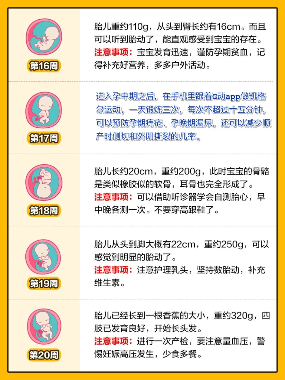 孕期1 40周 胎儿发育全过程变化和b超单解读 哔哩哔哩