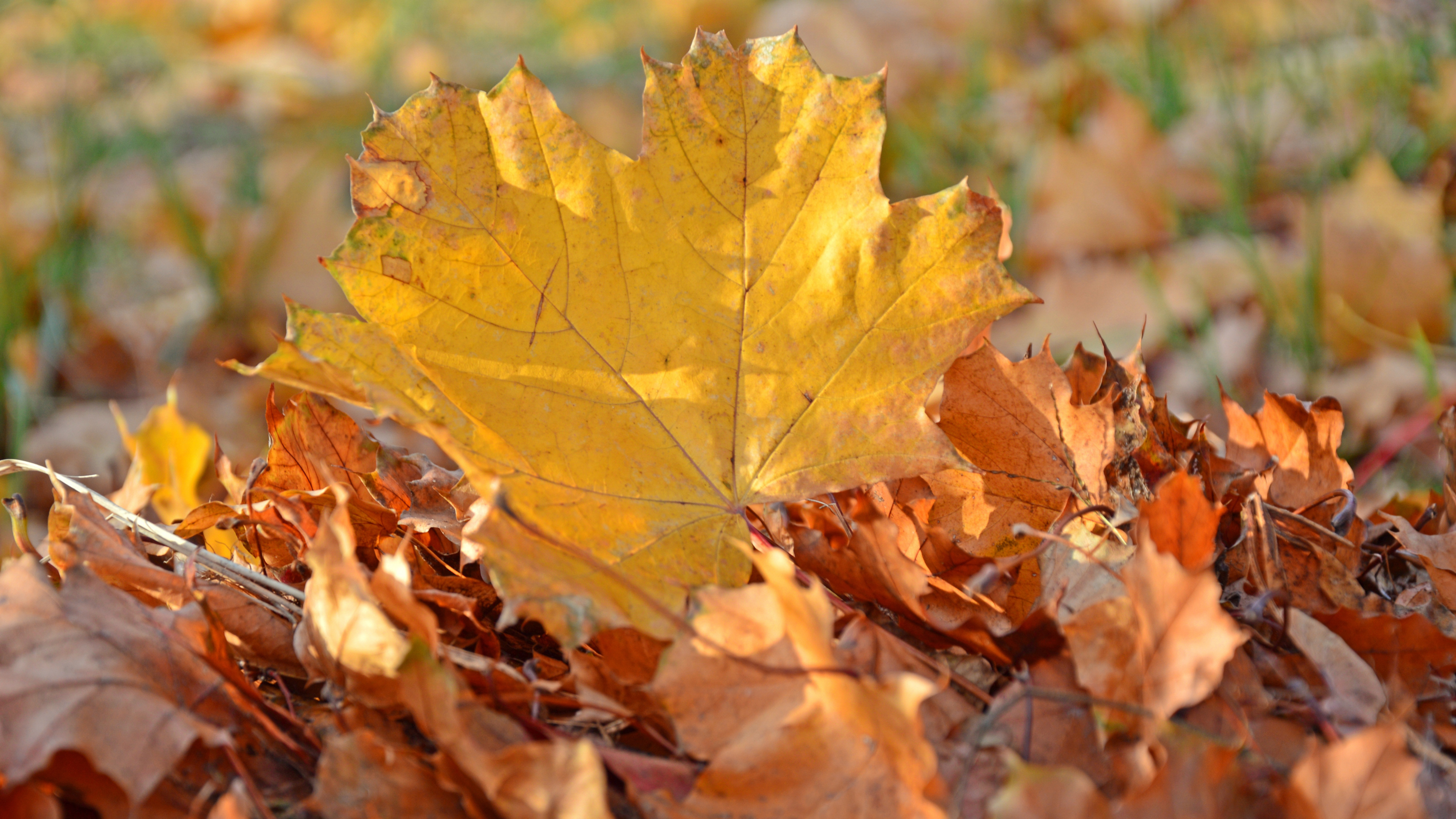 美丽的秋天,金黄的树叶也可以这样美