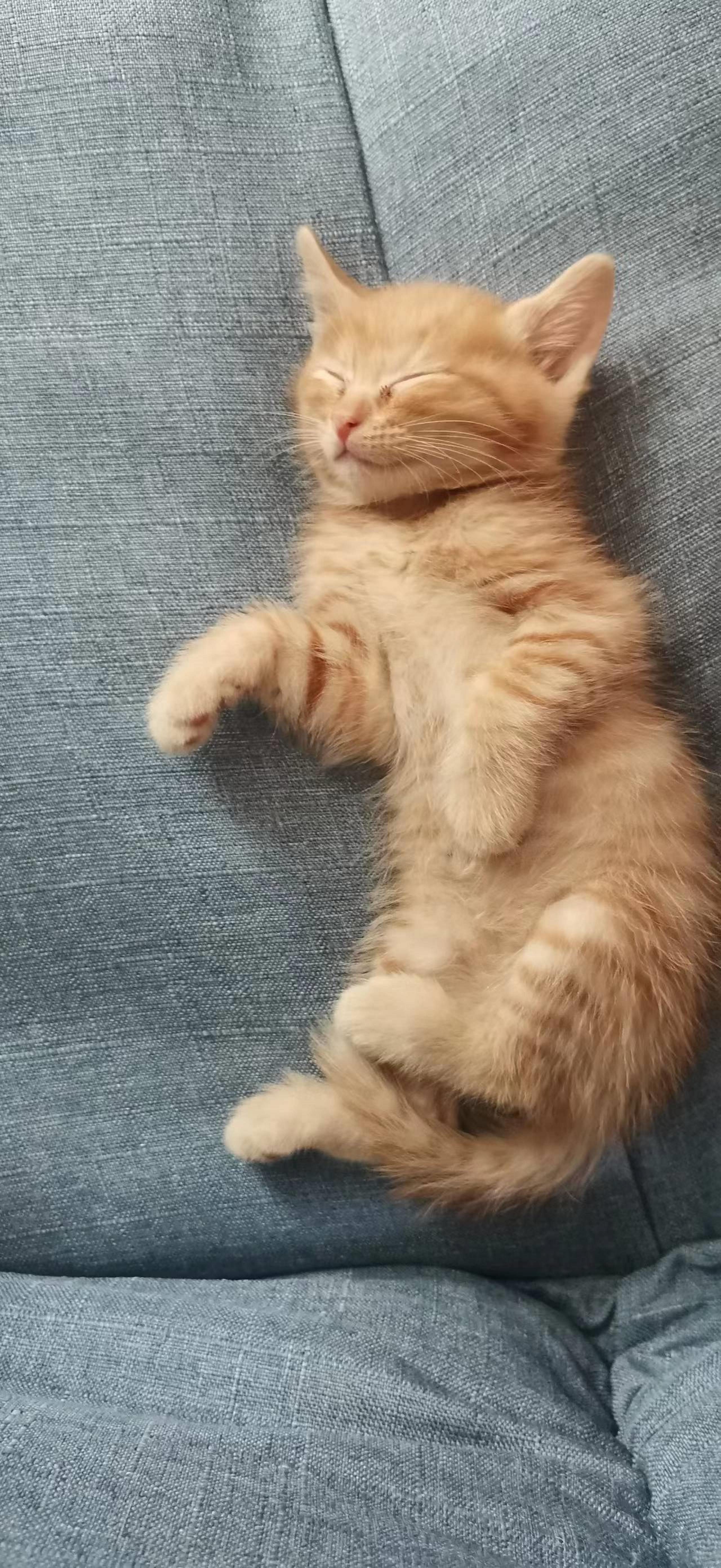 2022年9月7日我们家迎来了一只可爱的小橘猫 - 哔哩哔哩