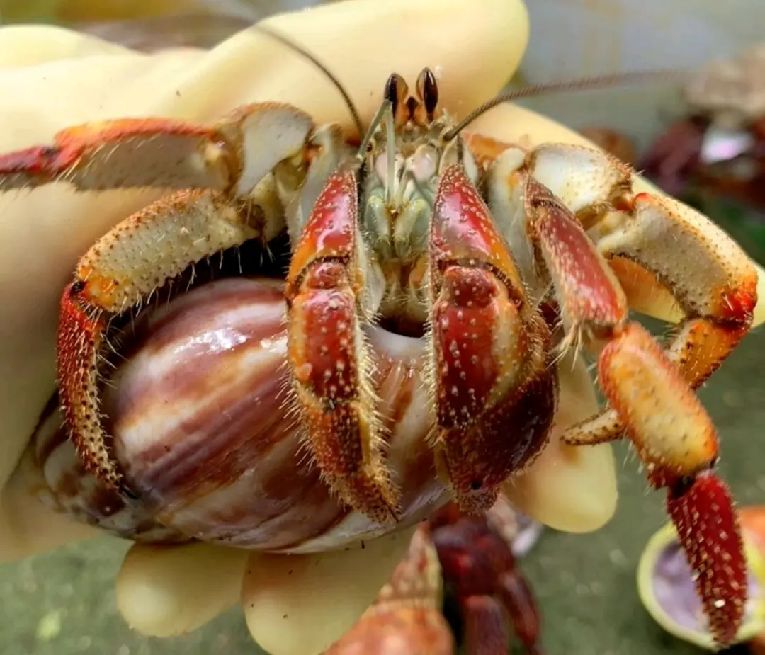 寄居蟹品种简单分辨5:厄瓜多尔寄居蟹