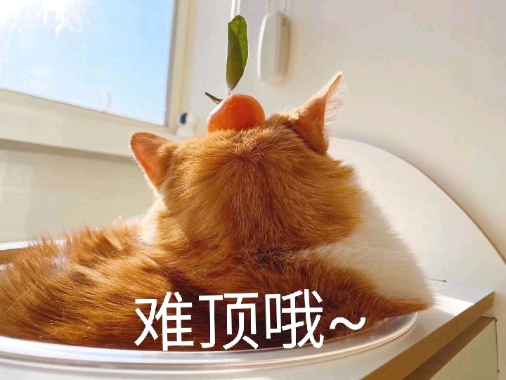 难顶表情包 猫图片