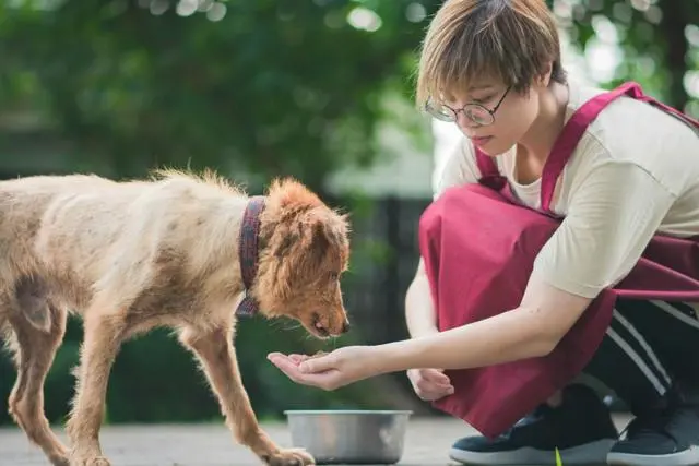 老年犬的饮食指南 教你老年狗狗可以吃什么 主人又该怎么喂 哔哩哔哩