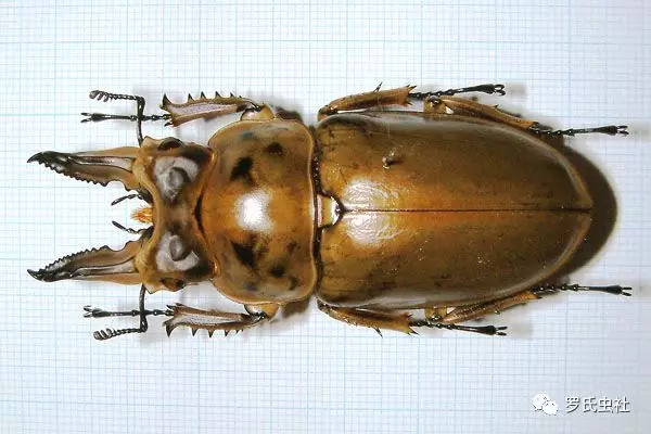 浑身散发金黄光泽的色虫 全面详解黄金鬼锹属