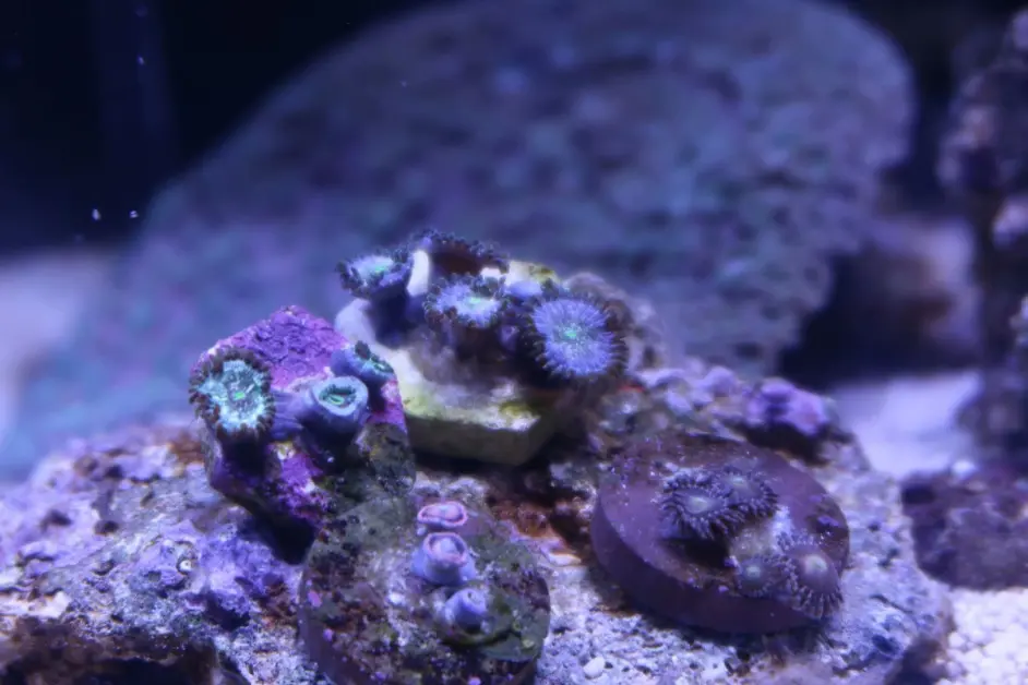 开缸记录 60cm海水缸 哔哩哔哩