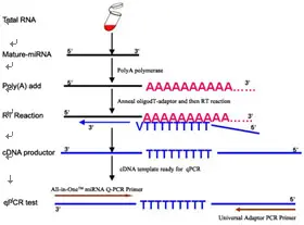 miRNA定量PCR技术服务丨加尾法&茎环法原理- 哔哩哔哩