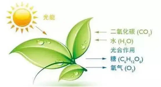 高中生物知识 光合作用 哔哩哔哩