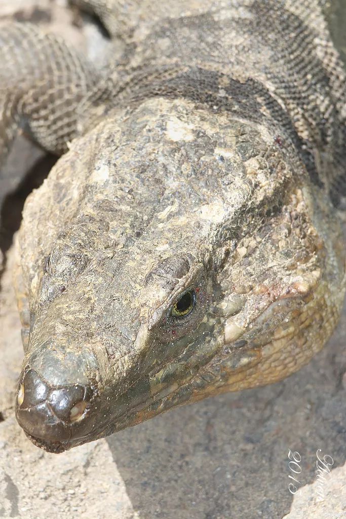 80厘米的巨型麻蜥这简直就是可以合法饲养的泰加好么原创闪电乌干达