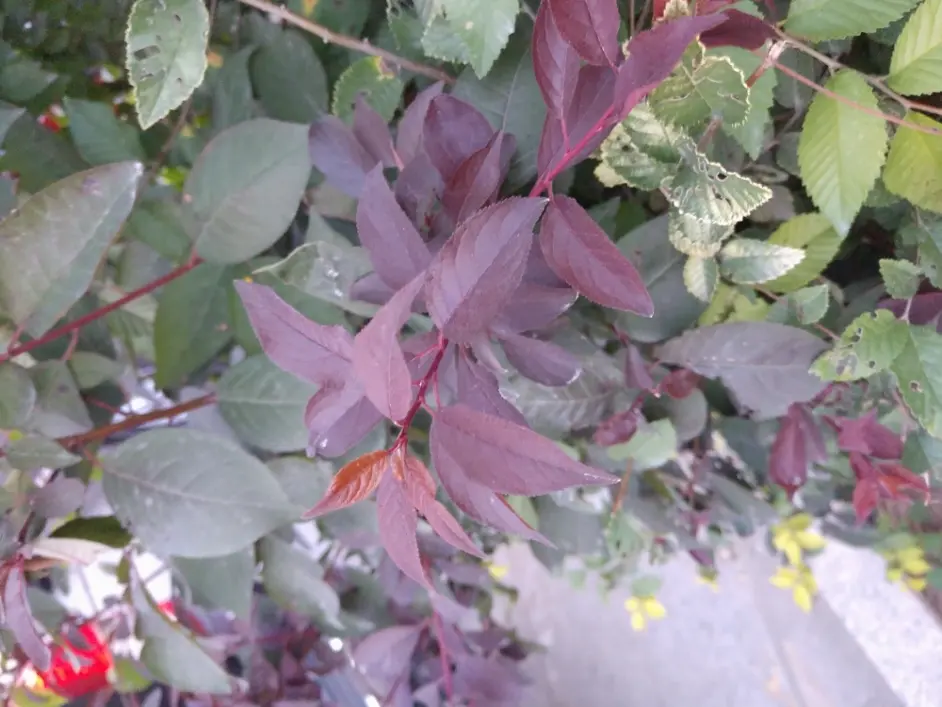 9月18日刊 植物的黄化和红化 哔哩哔哩