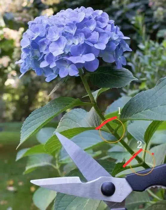 蓝妖 绣球花的修剪方法图解 好这2个细节 来年开花多又大 哔哩哔哩