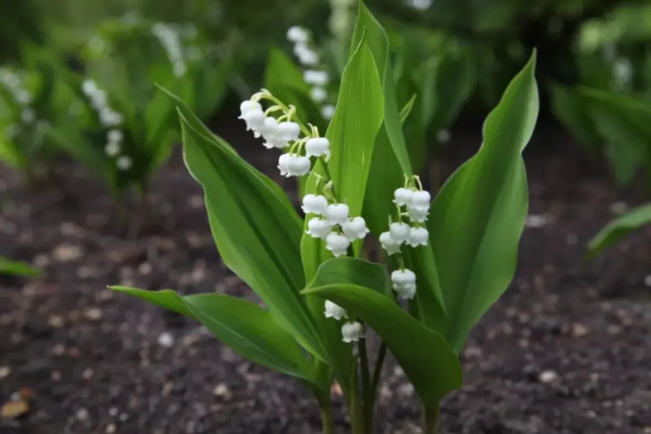 海妈植物推荐 常见的30种球根植物图鉴和种植方法 附开花图 哔哩哔哩