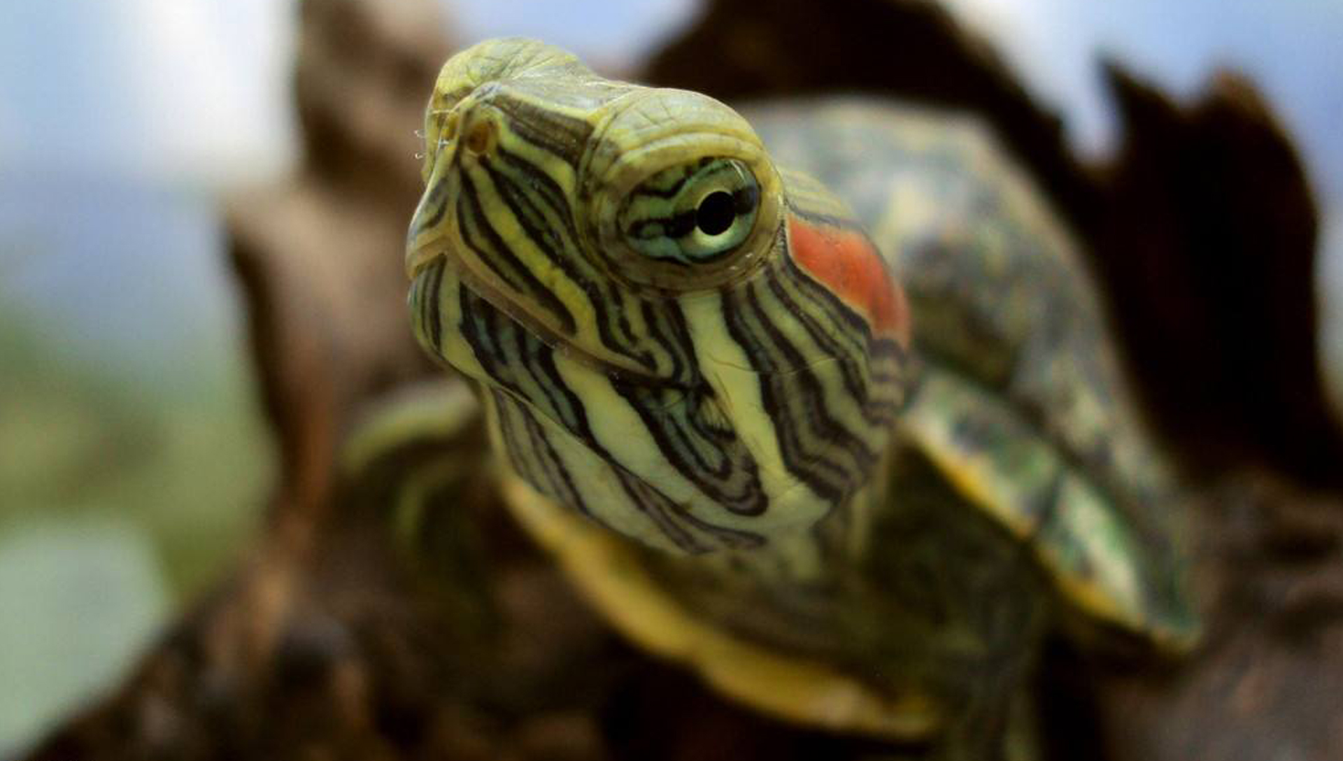 【两只巴西龟摄影图片】水斗里生态摄影_orc_sjq_群_太平洋电脑网摄影部落