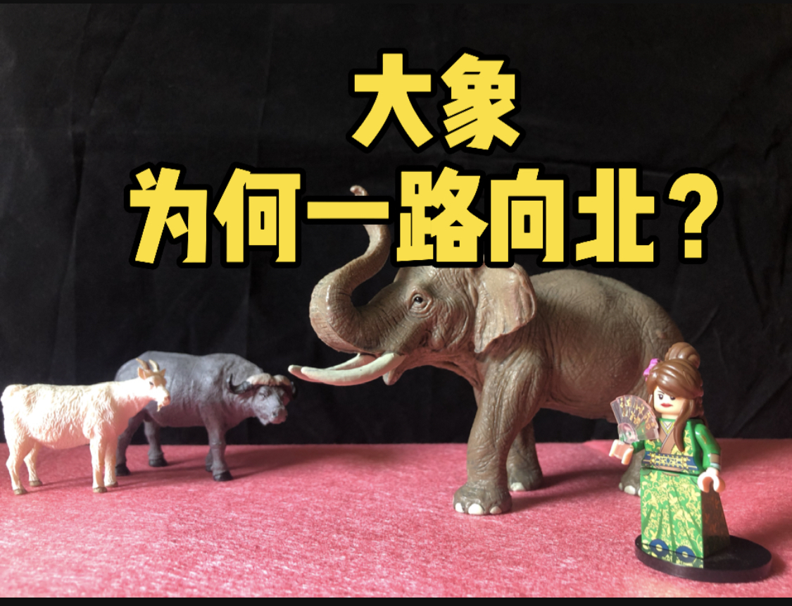 金老师,大象到底为何一路向北?