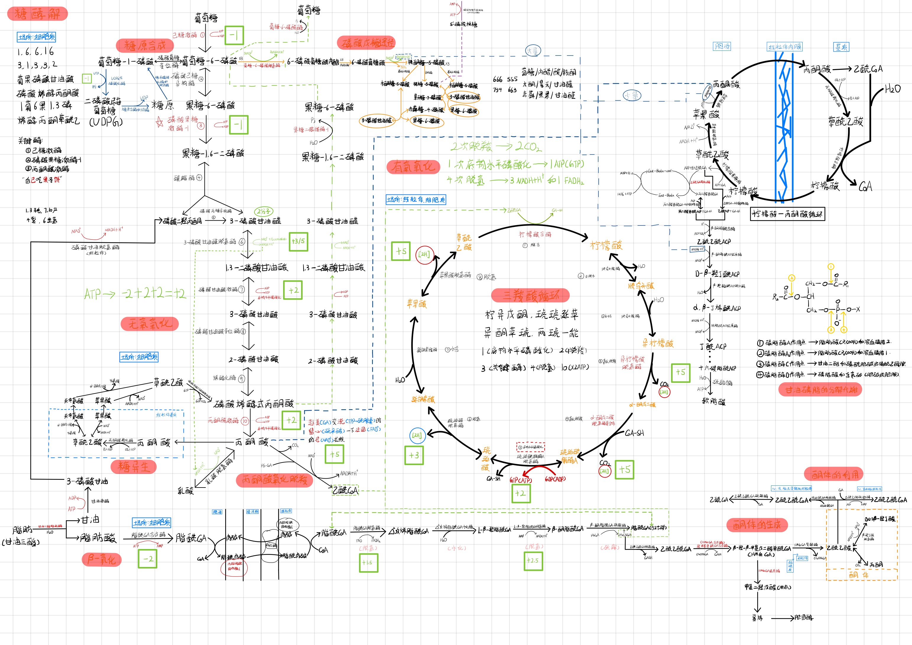 生化代谢图1 - 哔哩哔哩