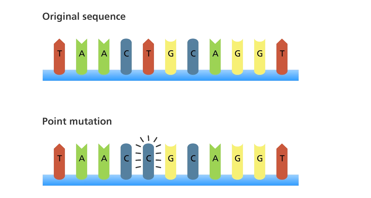 Point Mutation Definition Biology Simple