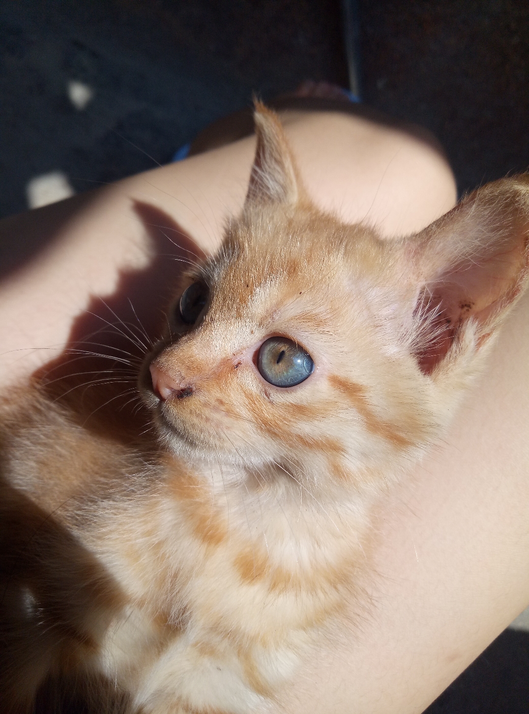 超级不配合的小猫猫头xxxxx (虽然我不知道说什么但是我要凑字数不然