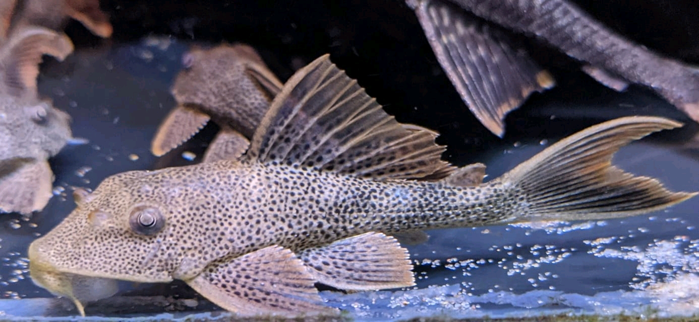 Hypostomus rondoni