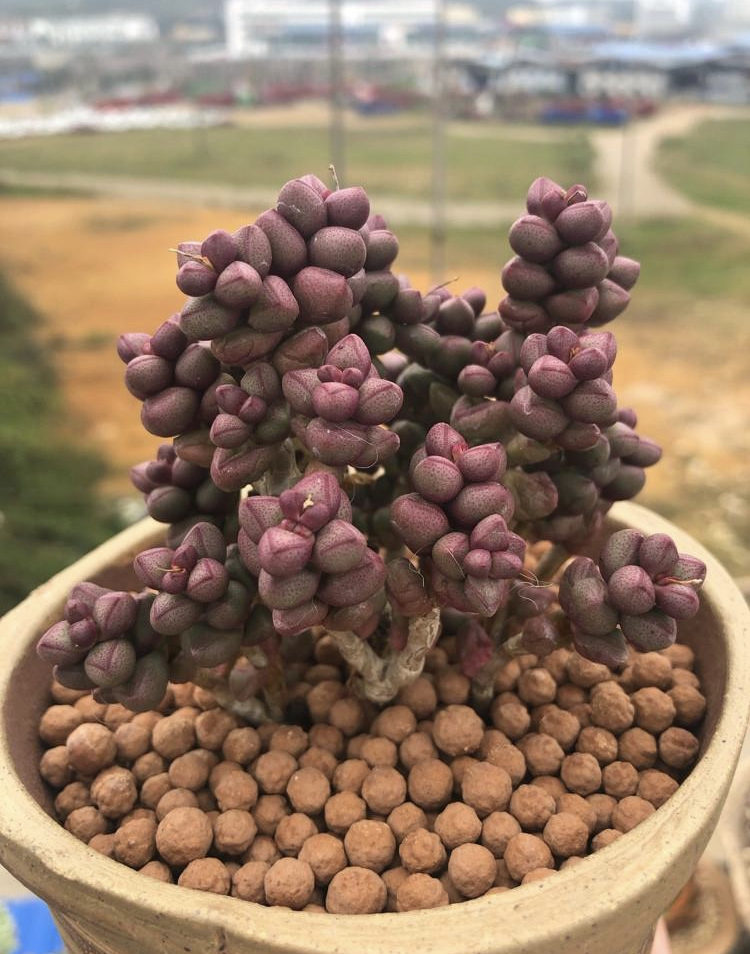 紫光,紫光多肉名贵多肉养护笔记.