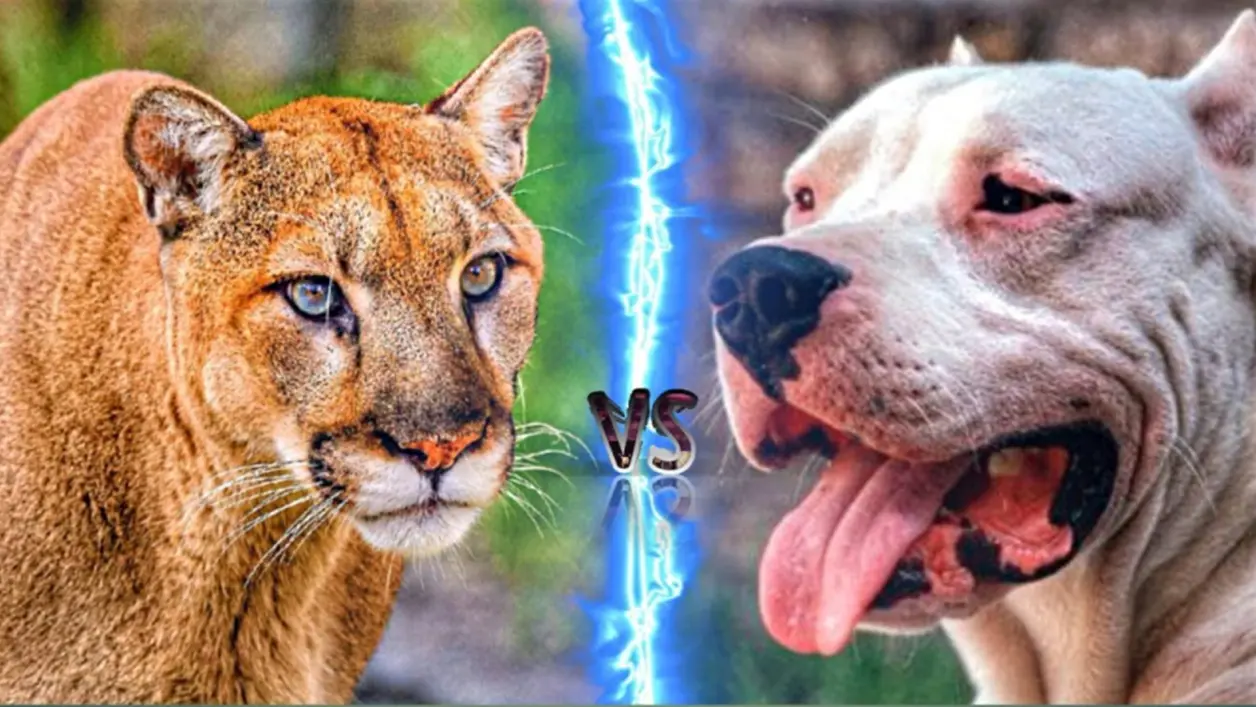 美洲狮vs杜高犬,谁才是美洲大陆上的最强王者?