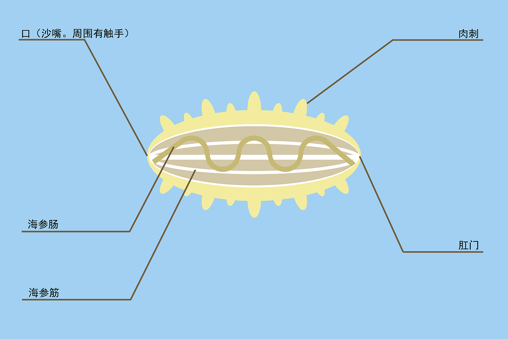 海参解剖图图片